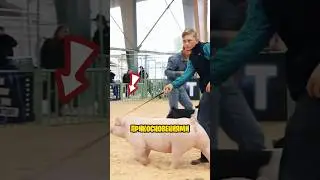 Свиной Конкурс с Сердитыми Взглядами