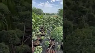 Ниваки (садовый бонсай) из можжевельника китайского Blue Alps (Блю Альпс)