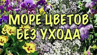 НИЧЕГО НЕ ДЕЛАЮ, а сад УТОПАЕТ В ЦВЕТАХ до самых ЗАМОРОЗКОВ. Просто посадила цветы - самосевы