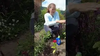 Подкормка циннии во время цветения летом #shorts