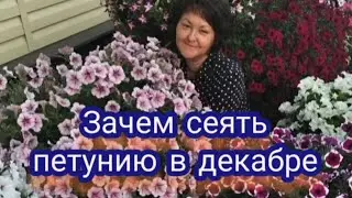 Зачем сеять петунию в декабре. Сроки посева для Зауралья, Урала и Сибири.