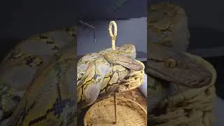 Happy world snake day!