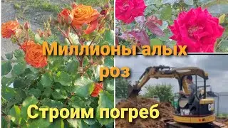 Влог# 313Жизнь на юге☀ Начало СТРОИТЕЛЬСТВА погреба🏗МИЛЛИОНЫ, миллионы, миллионы  алых РОЗ  🌹🌹🌹