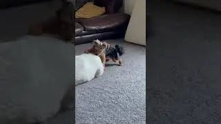 Cheeky Puppy Makes A Move On Big Bro