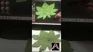 Tree Leaf with Adobe Substance 3D Sampler and ZBrush 