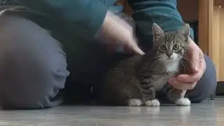 Один бурный день воробья сделал кот Шмель