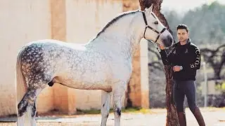 I BOUGHT A HUGE STALLION