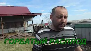 ГОРБАТЫЙ РАСПЛОД
