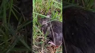 Дождь и крысы