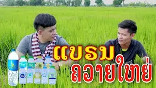 ຄວາຍໄຫຍ່ ควายไหย่