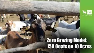 Zero Grazing Model: Raising 150 Goats on 10 Acres