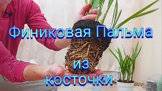 Финиковая пальма. 