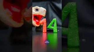 ASMR Mukbang Eating Red & Green 14 ❤️💚 Turtle Tortoise