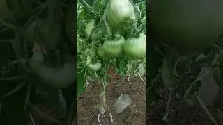 Когда безопасно удалять листья на томатах
