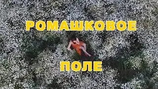 Ромашковое поле в Тюмени
