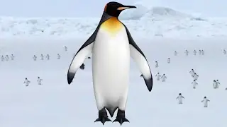 Relaxing Penguin Walk 10 HOURS