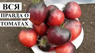 Многие едят Помидоры, но 90% даже не знают о том, что делают помидоры с ОРГАНИЗМОМ!