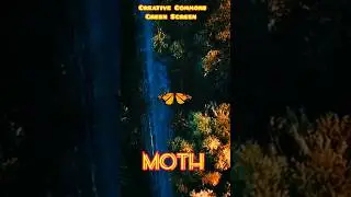 A moth on a green screen. Chromakey video for editing 