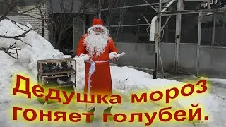 Дедушка мороз гоняет голубей