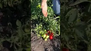Томат Запуняка 