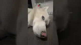 День 48-й🤘Вот Так Вот! 😢100,000 для❤️Тортика