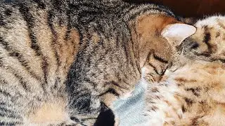 Печалька 😢крыса съела одного утёнка
