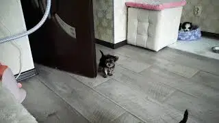Наши будни. Девочка йорк.