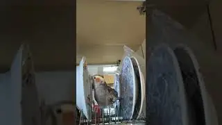 Попугай смешно  танцует на тарелках🦜👌 Попугай Корела. Cockatiel parrot