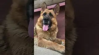 Милый щенок овчарки вырос!