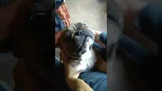 Давай поиграем 🐶