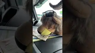 ¡Qué belleza de camión!