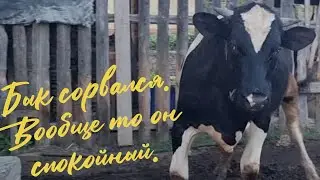 Сбежал бык. У козочки уже вымя. Рекламирую себя.