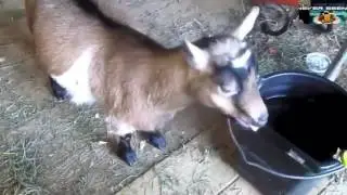 Funny Goats Screaming like Humans Stupid Goats Wierd Goat Screaming