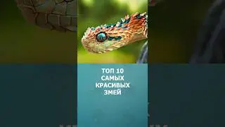 Топ 10 самых красивых змей 