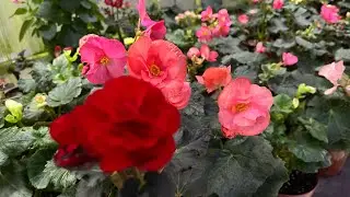 Бөлмө гүлу. Жаны Жыл алдындагы каалоо тилектер 🎄🎉🌹