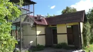 Статные голуби. Для души.