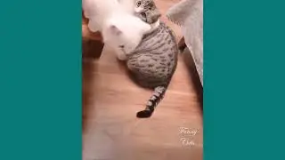 How mother cat protect and take care their children (3)#cat #kitten #pet #poopoo #cute #抖音 #tiktok