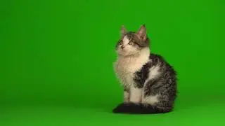 Котёнок на хромакее23 (Для свободного пользования)