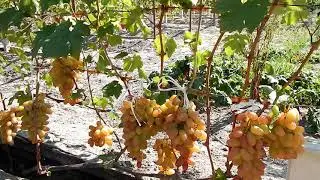 Уход от треска ягод винограда. Часть №1. Северные регионы.