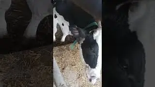 The cow wanted to eat me