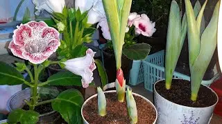 ГЛОКСИНИИ И ТЮЛЬПАНЫ В ФЕВРАЛЕ 🌷