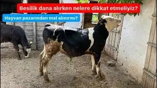 Besilik erkek dana seçerken bakmamız gereken özellikler nelerdir? /Hayvan pazarından hayvan alınırmı