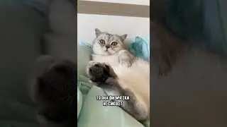Вот что будет, если не стричь когти коту 