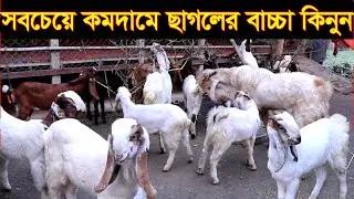 মাত্র ৮০০ টাকা দিয়ে ছাগল পালন শুরু বর্তমানে বছরে আয় ৩ লক্ষ টাকা। যেকারনে নতুনরা ছাগলে পালনে লস খায়