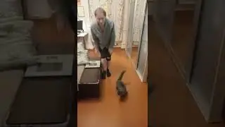 МИРОВОЙ ПРЫЖОК котик приземлился мягко, он профессионал 