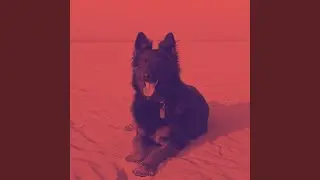 Hypnotic Moods for Sleepy Puppy Zone
