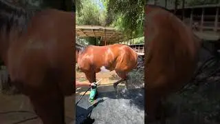 San Diego horse hilariously stomps while being washed