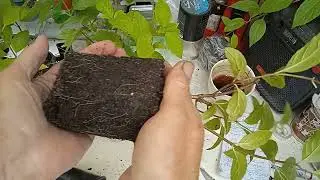 УПАКОВКА ЗАКАЗА ГОРТЕНЗИЙ !!
