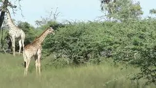 Deer, Giraffe and Zebra in South Africa Sharing Rich Habitat 