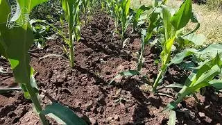 🌽 Вся правда о кукурузе 🌱 Удаляем пасынки на кукурузе и прореживаем всходы